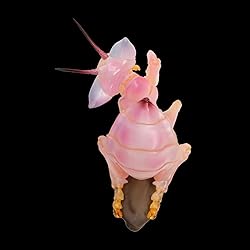 IFiDEA Animal Heavenly Body Series 11 Insect Chubby