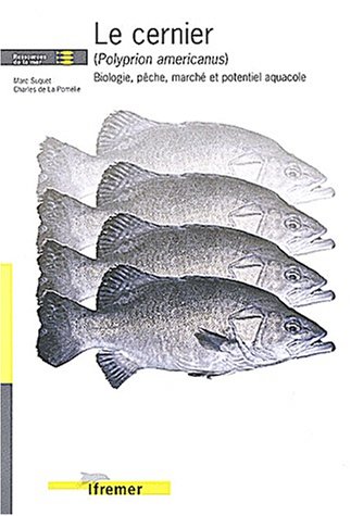 Le  cernier (Polyprion americanus)