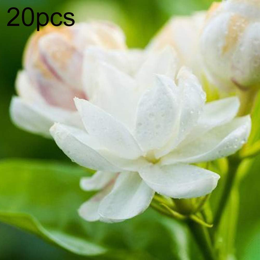 Arabian Jasmine Seeds,30Pcs White Arabian Jasmine Seeds Ornamental Flower Garden Balcony Bonsai Decor - Arabian Jasmine Seeds