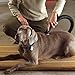 Shop-Vac 9190400 Dog Grooming Tool, 1.25 Inch Diameter, Soft Bristles for Gentle Pet Grooming and Vacuuming, (1-Pack)