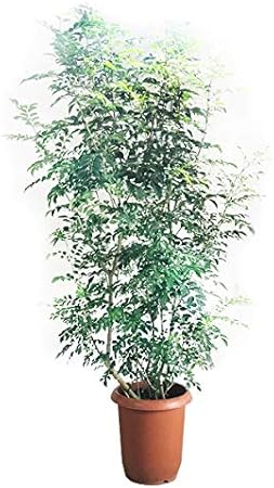 Amazon シマトネリコ トネリコ １０号 大鉢 大型 鉢植え 観葉植物 本物 株立ち 庭木 トネリコの木 インテリア ガーデニング 観葉植物 10号 観葉植物 オンライン通販