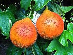 2 GAC FRUIT Gac Melon Vine Momordica