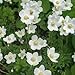 Outsidepride Anemone Madonna - 100 Seeds