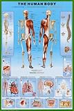 Human Body Education Poster Print, 24x36 Collections Poster Print, 24x36