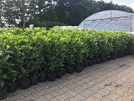 Kirschlorbeer Heckenpflanzen Immergrun Sichtschutz Prunus Lauroc Novita Im Topf Gewachsen 40 60cm 10 Stuck Amazon De Garten