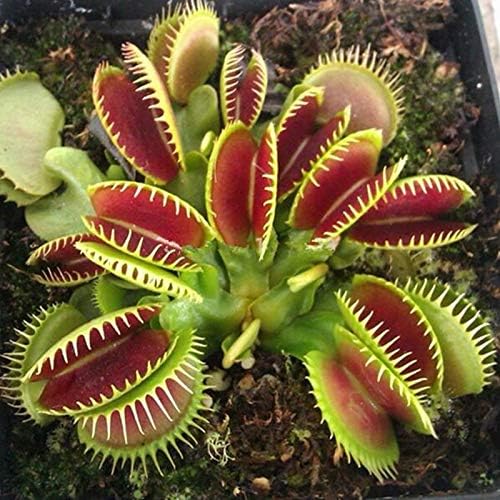 Grass Pot Seed Plant 10 Seeds/Pack Potted Insectivorous Plant Seeds Dionaea Muscipula Giant Clip Venus Flytrap Seeds (Mix Color)