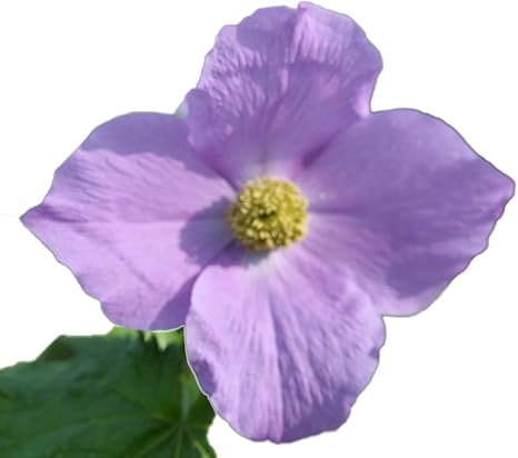 Amazon Co Jp シラネアオイ ホーム キッチン