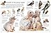 Eyewitness Eagle and Birds of Prey: Discover the World of Birds of Prey―How They Grow, Fly, Live, and Hunt (DK Eyewitness)