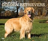 For the Love of Golden Retrievers 2020 14 x 12 Inch Monthly Deluxe Wall Calendar with Foil Stamped C by