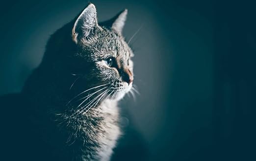 Amazon Com Kaohun Cat Side View Furry Animal Picture Art Canvas Print Poster Home Wall Decor 24x16 Inches Posters Prints