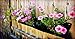 Delectable Garden 5 Pocket Waterproof Hanging Vertical Horizontal Indoor/Outdoor Wall Planter, Herb Garden, Flower Garden, for Yard, Kitchen, Home Decor