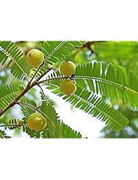 Terrasoul Superfoods Amla (Amalaki) Berry Powder (Orgánico)
