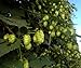 Cascade Beer Hops Vine - Humulus - Grow your own Beer - Americas Favorite - 4