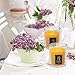 XYUT Lavender Scented All Natural 100% Pure Beeswax Aromatherapy Candle Made with Essential Oil, 4 oz – Great for Home Bathroom Living Room Office Study Yoga Spa-Pack Set of 2 Candlesthumb 4