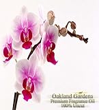 NANTUCKET BRIAR Fragrance Oil - Fresh orchid blended with bergamot, patchouli and musk - BULK Fragrance Oil By Oakland Gardens (060 mL - 2.0 fl oz Bottle)
