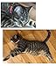 WAAAG Pet Supplies, (Kaleidoscope Diamond) Cat Collar, Dog Collar, Cat Leash, Dog Leash, Cat Harness, Dog Harness, Small Dog Collar, Medium Dog Collar, Large Dog Collar (Pet Collar, XXS)