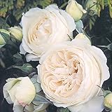 David Austin English Roses - Rose-Marie