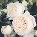 David Austin English Roses - Rose-Marie