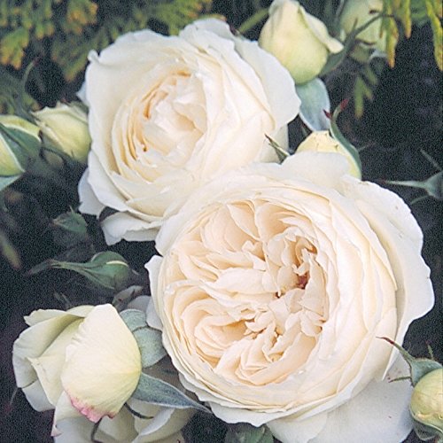 David Austin English Roses - Rose-Marie David Austin English Roses - Rose-Marie