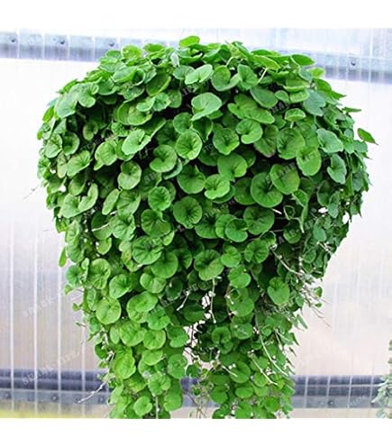 Dichondra Repens Samen - Winterharte Pflanzen Für Garten Kräuter