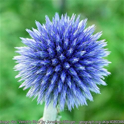 25 Blue Globe Thistle Echinops Ritro Southern Globethistle