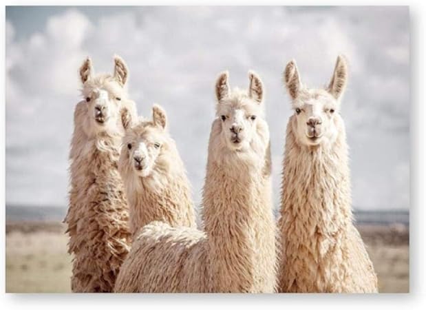 Amazon 壁アート面白い動物ラマポスタープリントキャンバス動物アルパカ黒白写真フレーム自由奔放に生きる保育園の装飾50x70 Cmフレームなし アートフレーム ポスター オンライン通販