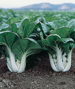 Arlo BABY CHOI CHINESE CABBAGE 50 SEEDS [VEGETABLE SEEDS] 50+ Seeds