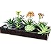 Window Garden Microgreen Tray with Fiber Soil and Spray Bottle - Grow Seeds to Fresh Greens - Growing Microgreens, Wheatgrass, Succulents with Style - Multi-Use Acrylic Planter - 15 x 6 x 2 inches