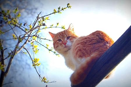 Amazon Co Jp A0 特大 ポスター 春猫動物自然朝太陽口ひげ 壁紙ウォールステッカーポスター A0 11x841mm Generic