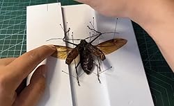 Making Insect Specimen Tools Kit, Insect