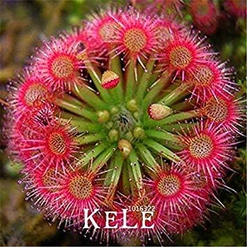 Super Multi Kinds of Sundew Plant Flores Bonsai plantas Fresh Cordyceps Novelty Garden Plants 100 pcs/Pack, DPQLU5: 16