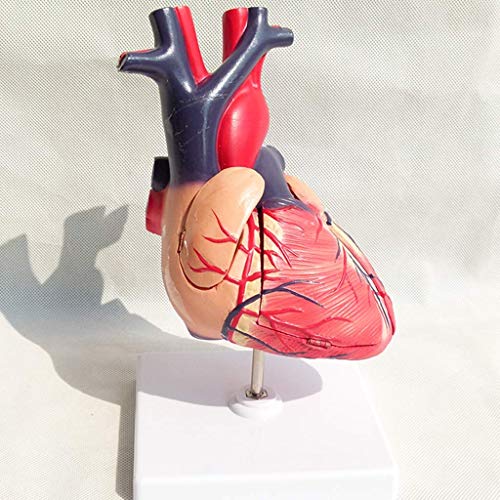 image for LXX Medical Anatomical Heart Model - Visceral Anatomy B Super Color Ul