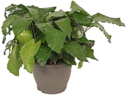 FloraStore - Calathea Network - Pot 32 cm (1x), House Plant