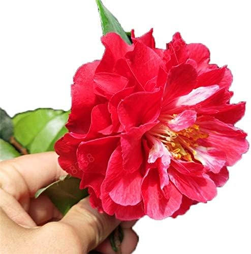 ANVIN 100 Pcs Beautiful Camellia, Flower Bonsai Tree, DIY Potted Plants, Indoor/Outdoor Pot Family Easy to Plant Plants : 1