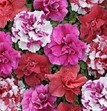 50 Pelleted Seeds Double Cascade Sweet Tart Mix