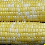Everwilde Farms Peaches & Cream Hybrid Sweet Corn Seeds - .25 Pounds