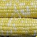Everwilde Farms Peaches & Cream Hybrid Sweet Corn Seeds - .25 Pounds