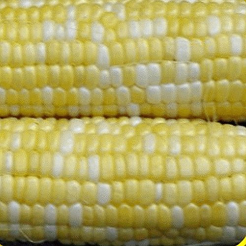 Everwilde Farms Peaches & Cream Hybrid Sweet Corn Seeds - .25 Pounds