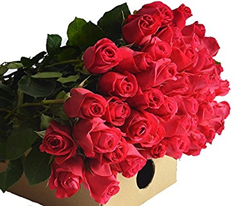 UPC 819407027608, Farm2Door Wholesale Roses: 25 Fresh Hot Pink Roses (Long Stemmed - 50cm) from Colombia - Farm Direct Wholesale Fresh Flowers