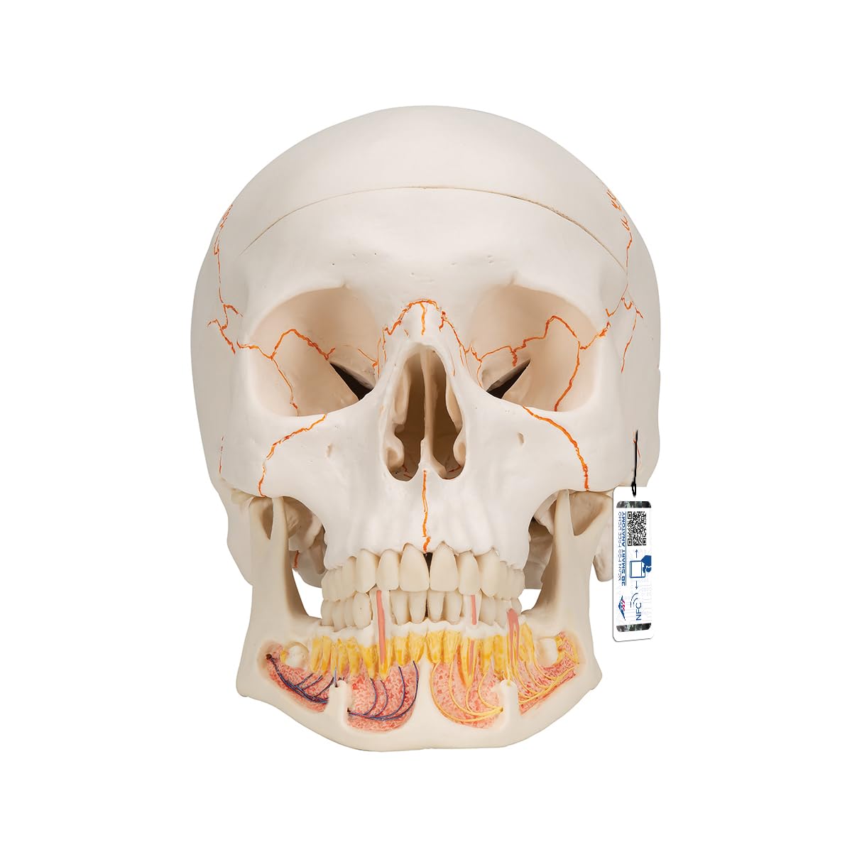 3B Scientific Human Anatomy - Classic Human Skull Model with Opened Lower Jaw, Magnetic Connections, 3 Part + free anatomy software - 3B Smart Anatomy