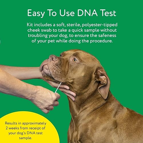 Dna My Dog Essential Test Breed ID Test Mixed Breed Identification