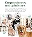Dr.Silver Deodorizer Spray for Dog and Cat Odor Eliminator, Special Formula Developed for Pet Urine Odor, Carpet, Skunk and Other Surfaces Odor Removes, Non-Toxic & Safety for Pets (Toscana Aroma)
