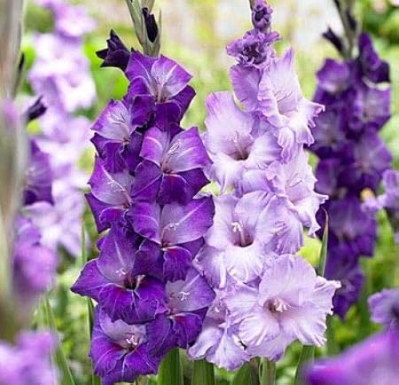 FernsFly IMP. Sword lily Gladiolus | Gladiola | Gladioli Flower Bulbs Home Outdoor Flowering Gardening Bulbs Blooming planting (Pack of 40 Blue Moon Gladiolus)