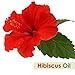 Hibiscus Oil (Hibiscus Sabdariffa L) Therapeutic Essential Oil by Salvia Amber Bottle 100% Natural Uncut Undiluted Pure Cold Pressed Aromatherapy Premium Oil 15ML