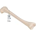 3B Scientific A35/3 Tibia - 3B Smart Anatomy