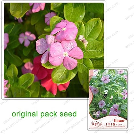 Amazon 25種子 パック 日中の種 マダガスカルツルニチニチソウ 屋内中庭の香りのツルニチニチソウの花 花