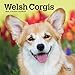 Welsh Corgis 2020 Calendar