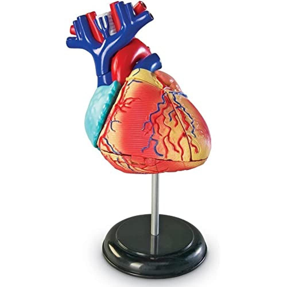 Learning Resources LER3334, Working Anatomy for Kids, Human Body Heart, Educational Model, Ages 8+, Multicoloured