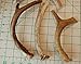 3 Pack Small Deer Antler Dog Chews - 5 Inches to 10 Inches - for Small Dogs - Big Dog Antler Chews