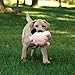 goDog Puppy Tough Ball Pig Dog Toy with Chew Guard Technology